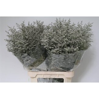 Freshy Limonium Misty White
