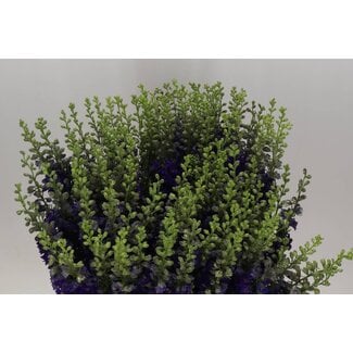 Freshy Consolida R Q Dark Blue