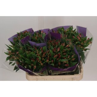 Freshy Alstroemeria Incalelie “Bubblicious” | Kleur: Roze | Lengte ± 75 centimeter | Per 10 stelen verse bloemen