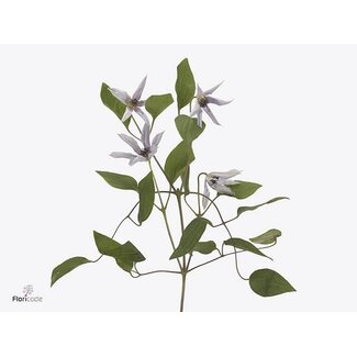 Freshy Clematis Bosrank “Amazing Miami” | Kleur: Blauw | Lengte ± 60 centimeter | Per 10 stelen verse bloemen