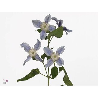 Freshy Clematis Bosrank “Star River” | Kleur: Blauw | Lengte ± 60 centimeter | Per 10 stelen verse bloemen
