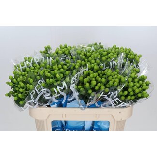 Freshy Hypericum Coco Bamboo