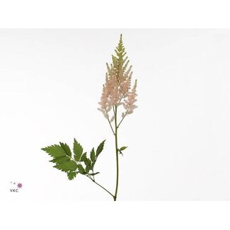 Freshy Astilbe Chinensis “Vision Inferno” | Kleur: Wit | Lengte ± 45 centimeter | Per 10 stelen verse bloemen