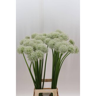 Freshy Allium Sierui “Mount Everest” | Kleur: Wit | Lengte ± 90 centimeter | Per 10 stelen verse bloemen