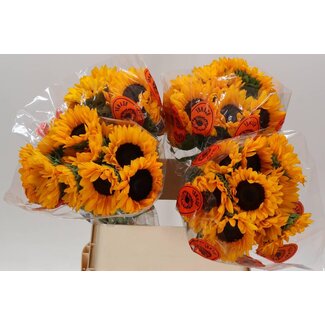 Freshy Helianthus Zonnebloem “Orange Fire” | Kleur: Geel | Lengte ± 80 centimeter | Per 10 verse bloemen