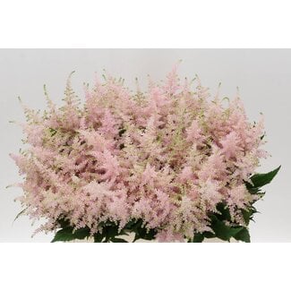 Freshy Astilbe Japonica “Europa” | Kleur: Roze | Lengte ± 60 centimeter | Per 10 stelen verse bloemen