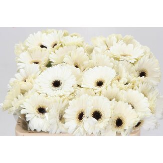 Freshy Germini Aqua “Lido” | Kleur: Wit | Lengte ± 50 centimeter | Per 20 verse bloemen