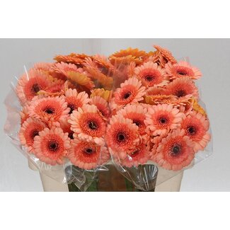 Freshy Germini Aqua “Oreo” | Kleur: Oranje | Lengte ± 50 centimeter | Per 20 verse bloemen