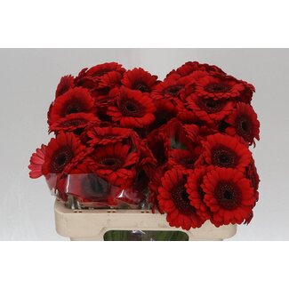 Freshy Germini Aqua “Red Ruby” | Kleur: Rood | Lengte ± 50 centimeter | Per 20 verse bloemen