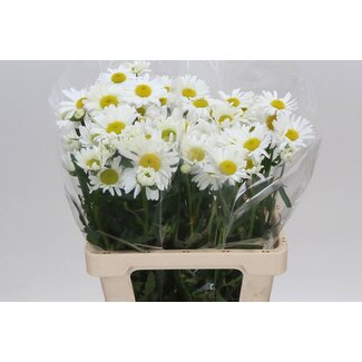 Freshy Leucanthemum Margriet “Rheinblick” | Kleur: Wit | Lengte ± 60 centimeter | Per 30 stelen verse bloemen