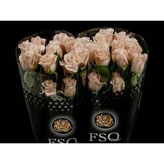 Freshy Grootbloemige Roos “Menta” | Kleur: Roze | Lengte ± 50 centimeter | Herkomst Ecuador | Per 20 verse bloemen