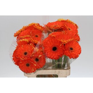 Freshy Gerbera “Bonanza” | Kleur: Oranje | Lengte ± 50 centimeter | Per 10 verse bloemen