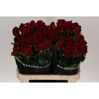 Freshy Rosa Red Naomi X L