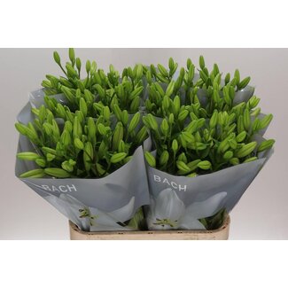 Freshy Lelie Longiflorum x Aziatische Lelie Aqua “Bach” | Kleur: Wit | Lengte ± 90 centimeter | Per 10 stelen verse bloemen