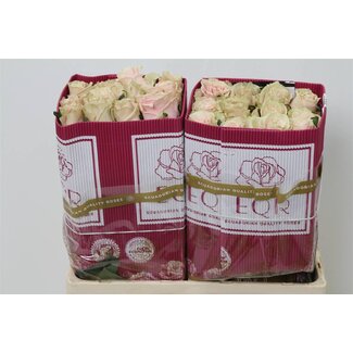 Freshy Grootbloemige Roos “Pink Mondial” | Kleur: Roze | Lengte ± 50 centimeter | Herkomst Ecuador | Per 25 verse bloemen