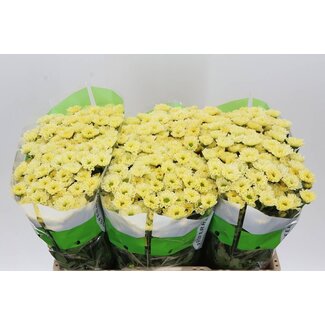 Freshy Chrysanthemum Chrysant Santini “Rossi Cream” | Kleur: Geel | Lengte ± 55 centimeter | Per 25 stelen verse bloemen