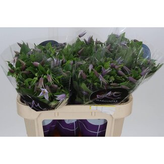 Freshy Clematis Bosrank “Star River” | Kleur: Blauw | Lengte ± 70 centimeter | Per 10 stelen verse bloemen
