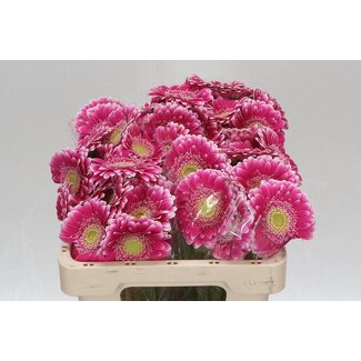 Freshy Germini Aqua “Wonderwall” | Kleur: Roze | Lengte ± 50 centimeter | Per 20 verse bloemen