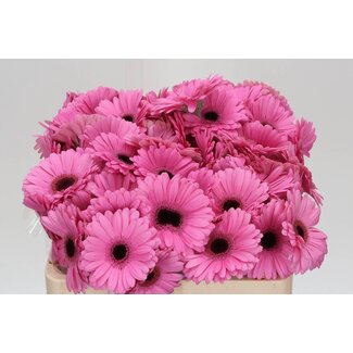 Freshy Germini Aqua “Talent” | Kleur: Roze | Lengte ± 50 centimeter | Per 20 verse bloemen