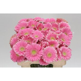 Freshy Germini Aqua “Rosamunde” | Kleur: Roze | Lengte ± 50 centimeter | Per 20 verse bloemen