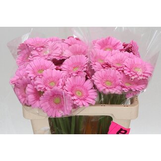 Freshy Germini Aqua “Kirstey” | Kleur: Roze | Lengte ± 50 centimeter | Per 20 verse bloemen