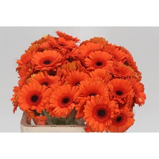 Freshy Germini Aqua “Caramba” | Kleur: Oranje | Lengte ± 50 centimeter | Per 20 verse bloemen