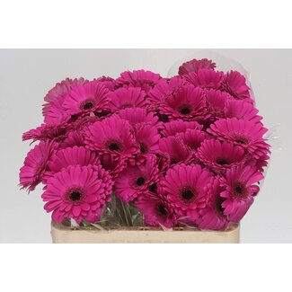 Freshy Germini Aqua “Anna” | Kleur: Roze | Lengte ± 50 centimeter | Per 20 verse bloemen