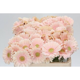 Freshy Germini Aqua “Alix-noor” | Kleur: Roze | Lengte ± 50 centimeter | Per 20 verse bloemen