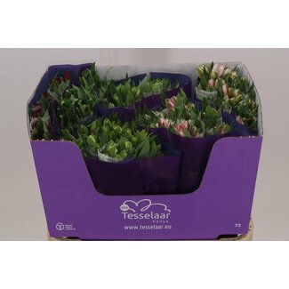 Freshy Alstroemeria Gemengd Import | Kleur: Gemengde Kleuren | Lengte ± 75 centimeter | Per 30 stelen verse bloemen