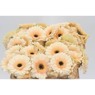 Freshy Germini Aqua “Cafe” | Kleur: Roze | Lengte ± 50 centimeter | Per 20 verse bloemen