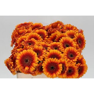 Freshy Germini Aqua “Wakita” | Kleur: Geel | Lengte ± 50 centimeter | Per 20 verse bloemen