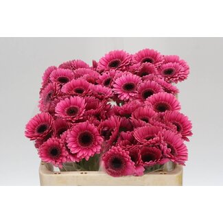 Freshy Germini Aqua “Arabel” | Kleur: Rood | Lengte ± 50 centimeter | Per 20 verse bloemen