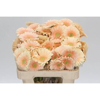 Freshy Germini Aqua “Miami” | Kleur: Oranje | Lengte ± 50 centimeter | Per 20 verse bloemen