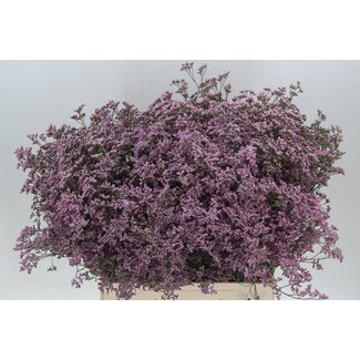 Freshy Limonium Safora “Oshi Pink” | Kleur: Paars | Lengte ± 70 centimeter | Per 25 stelen verse bloemen