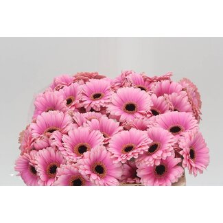 Freshy Germini Aqua “Esmee” | Kleur: Roze | Lengte ± 50 centimeter | Per 20 verse bloemen