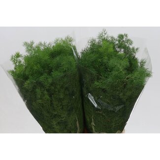Freshy Asparagus Umbellatus | Kleur: Groen | Lengte ± 40 centimeter | Per 50 takken
