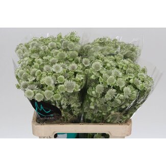 Freshy Astrantia Billion Star Xl