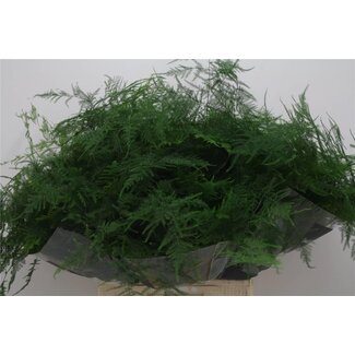 Freshy Asparagus Setaceus Extra Veren | Kleur: Groen | Lengte ± 65 centimeter | Per 50 takken