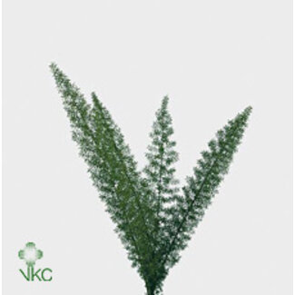 Freshy Asparagus Densiflorus “Myers” | Kleur: Groen | Lengte ± 60 centimeter | Per 50 takken