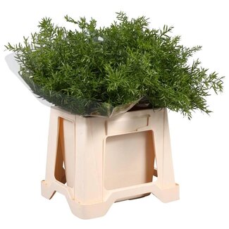 Freshy Asparagus Dens Cwebe