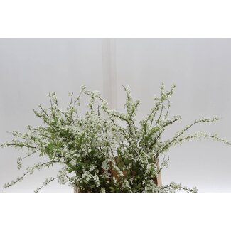 Freshy Spiraea “Grefsheim” Biologisch | Kleur: Wit | Lengte ± 50 centimeter | Per 10 takken