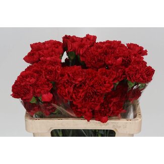 Freshy Korte Anjer “Don Pedro” | Kleur: Rood | Lengte ± 55 centimeter | Per 20 verse bloemen