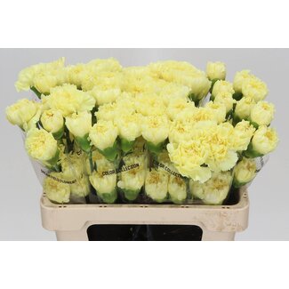 Freshy Korte Anjer “Diletta” | Kleur: Geel | Lengte ± 55 centimeter | Per 20 verse bloemen