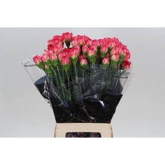 Freshy Anjer Lang Spritz