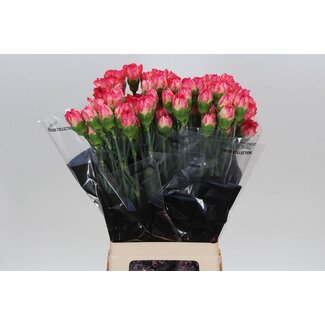 Freshy Lange Anjer “Spritz” | Kleur: Roze | Lengte ± 70 centimeter | Per 20 verse bloemen