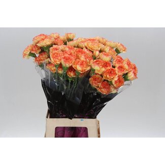 Freshy Lange Anjer “Boiro” | Kleur: Oranje | Lengte ± 70 centimeter | Per 20 verse bloemen