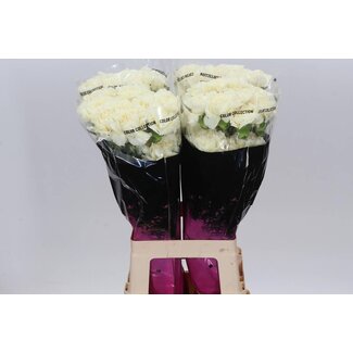 Freshy Lange Anjer “Diletta Crema” | Kleur: Geel | Lengte ± 70 centimeter | Per 20 verse bloemen