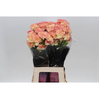 Freshy Lange Anjer “Geel Viana” | Kleur: Geel Roze | Lengte ± 70 centimeter | Per 20 verse bloemen
