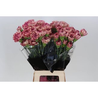 Freshy Lange Anjer “Vortex” | Kleur: Gemengde Kleuren | Lengte ± 70 centimeter | Per 20 verse bloemen