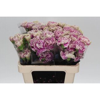 Freshy Korte Anjer “Antiqua” | Kleur: Groen | Lengte ± 55 centimeter | Per 20 verse bloemen